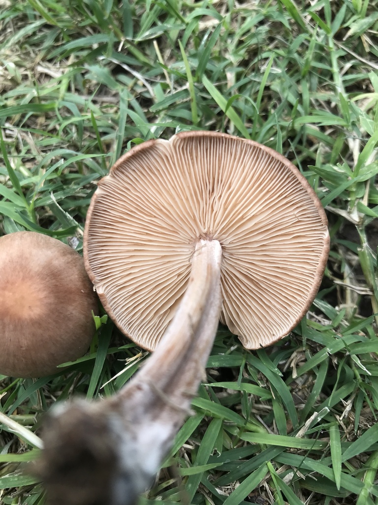 Collybiopsis luxurians · March 2024 · photo: © tutitah (iNaturalist, cc0)