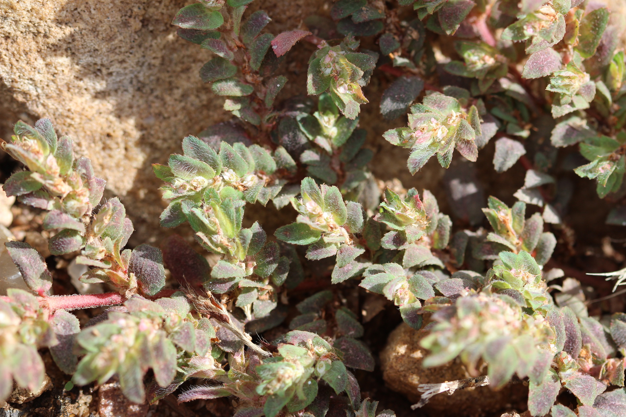 Euphorbia dioeca