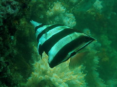 Chelmonops truncatus
