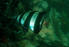 Chelmonops truncatus