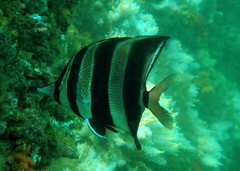 Chelmonops truncatus