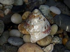 Astralium tentoriiforme