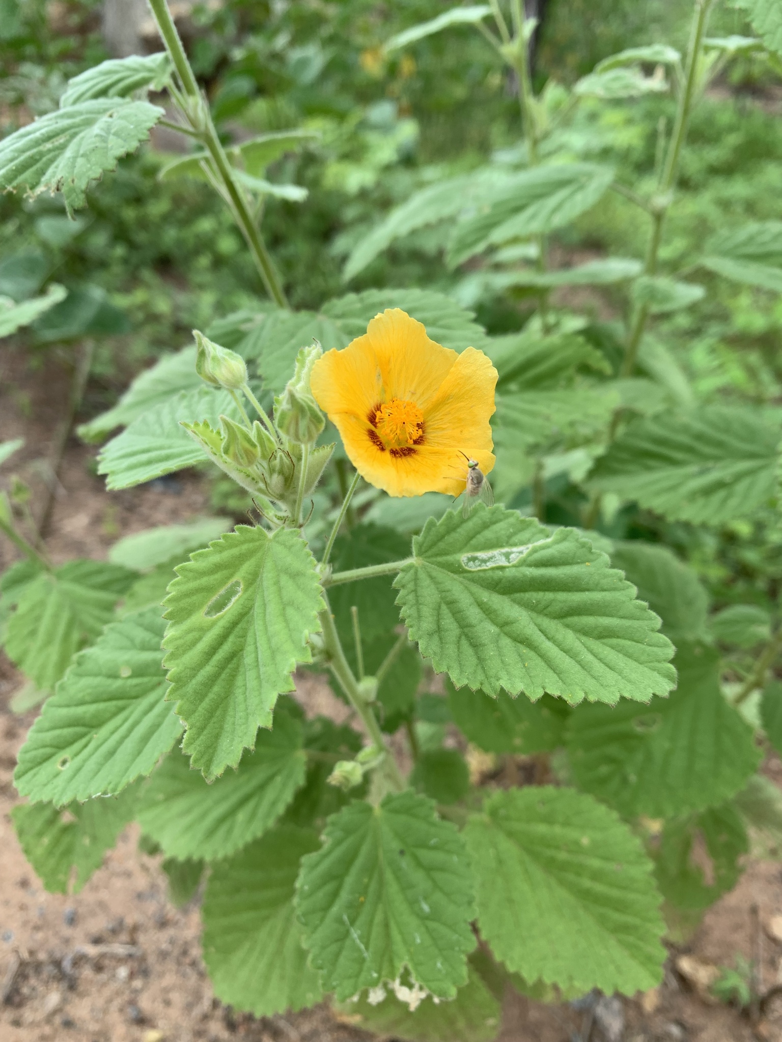 Sida galheirensis