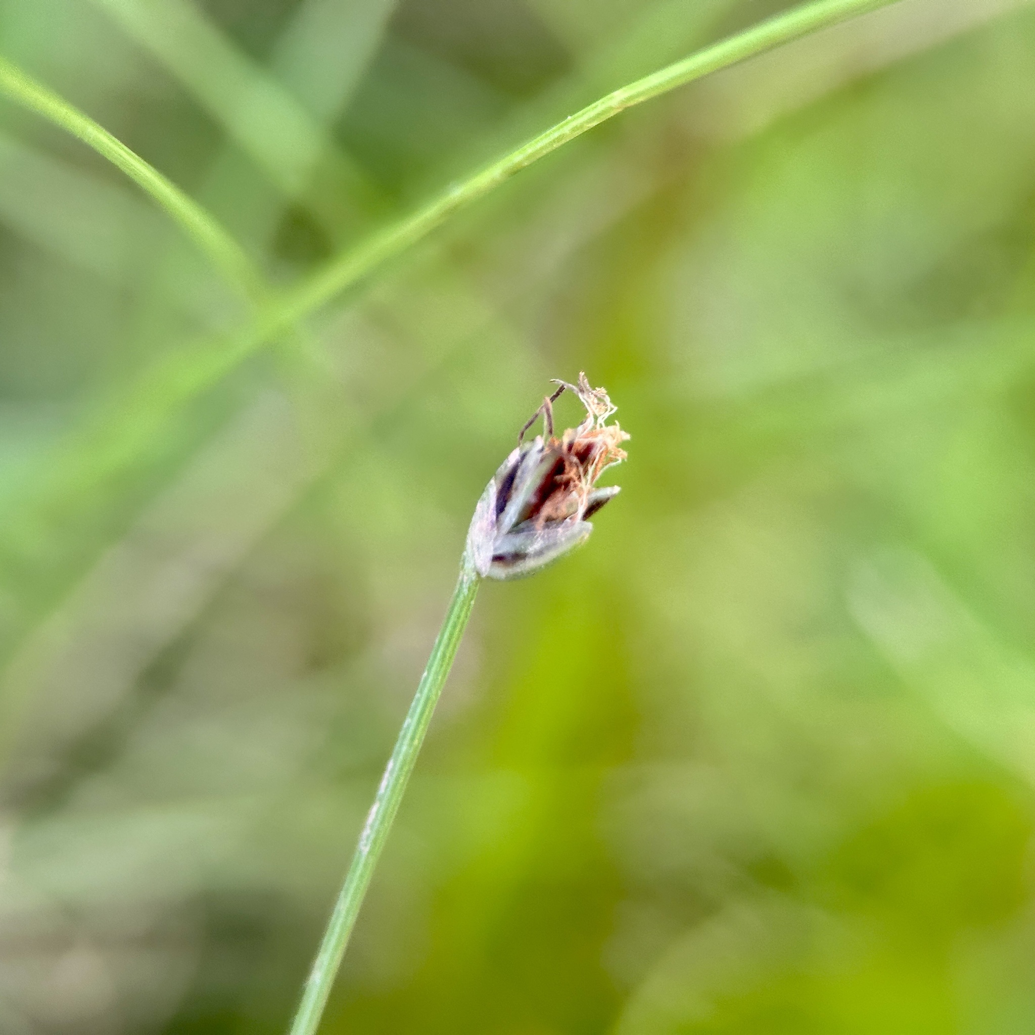 Eleocharis retroflexa