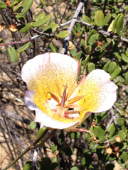 Calochortus plummerae
