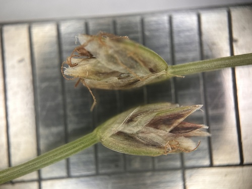 Eleocharis retroflexa