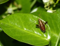 Saltoblattella