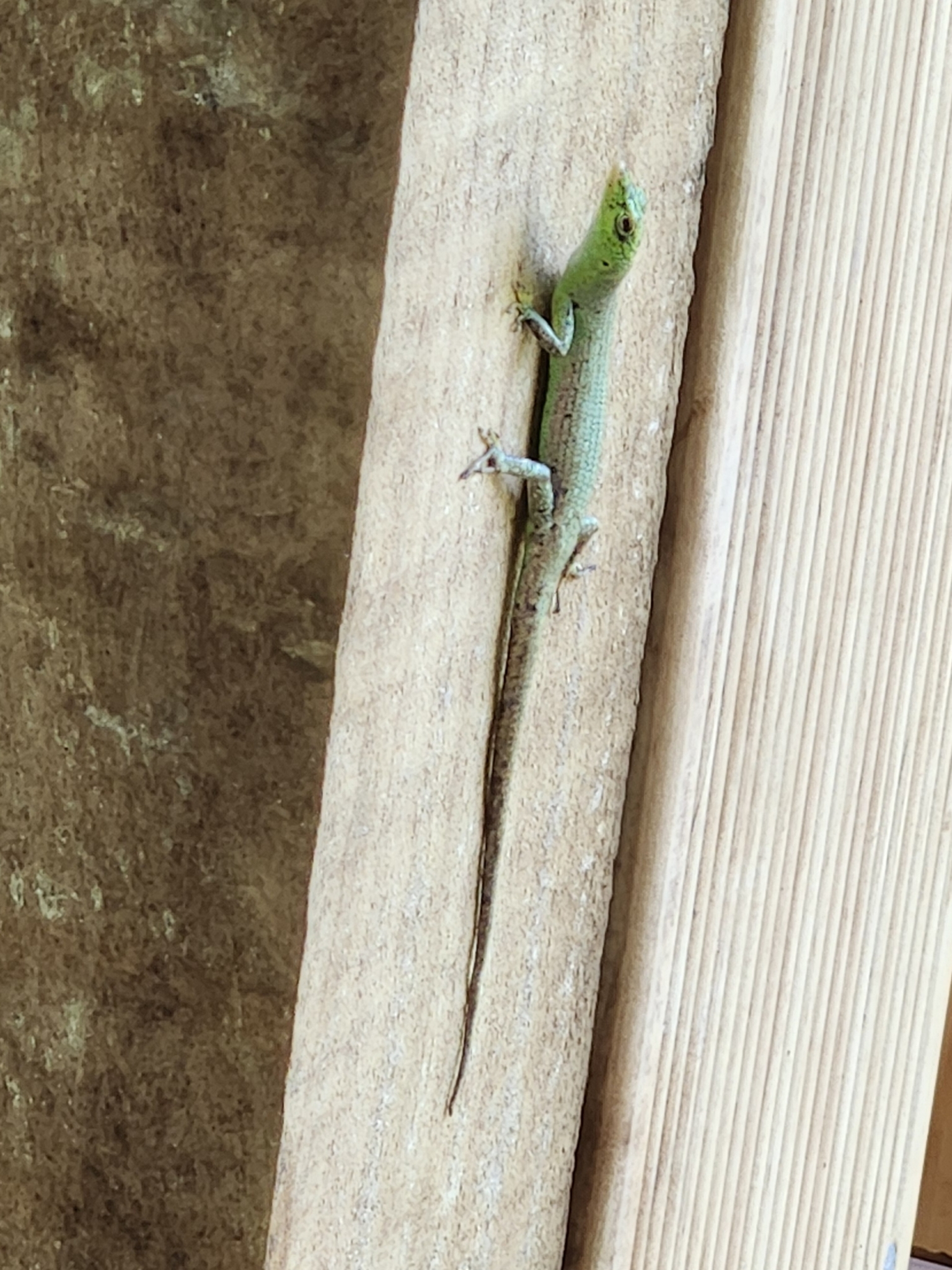Murphy's Skink photo 4