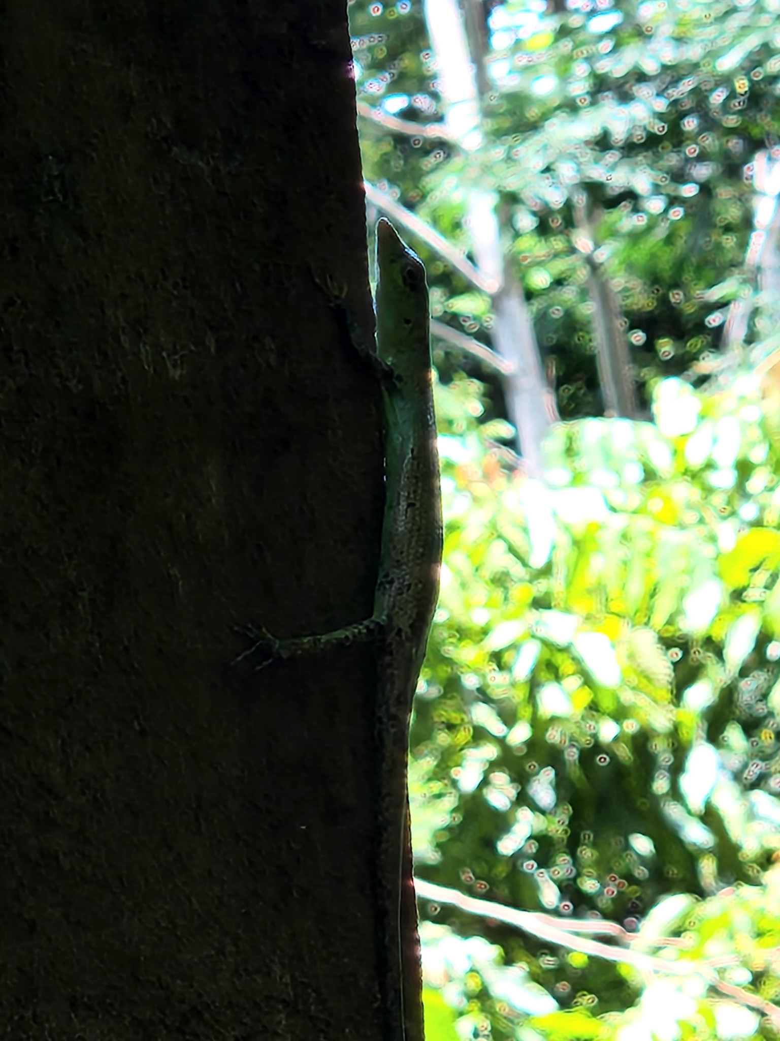 Murphy's Skink photo 5