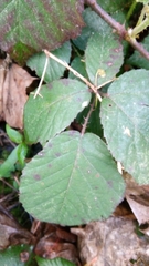 Rubus fruticosus