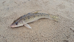 Spotted Barbel photo 2