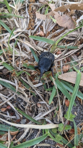 Palmetto Weevil photo 5