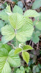 Rubus fruticosus