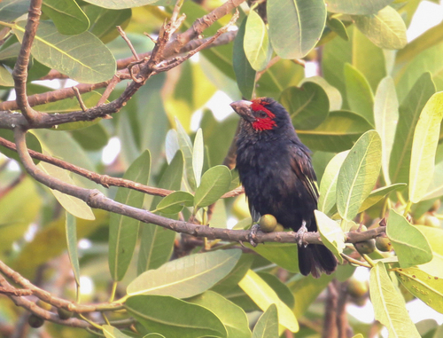 iNaturalist image