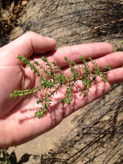 Deinandra minthornii