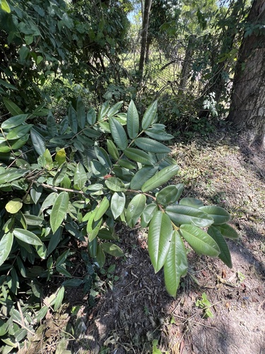 Foto de Cabeludinha