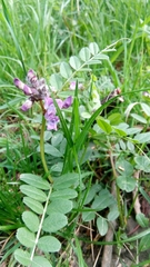 Vicia sepium
