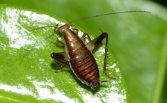 Saltoblattella