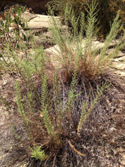 Deinandra minthornii