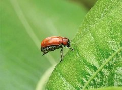 Coptocephala pallens