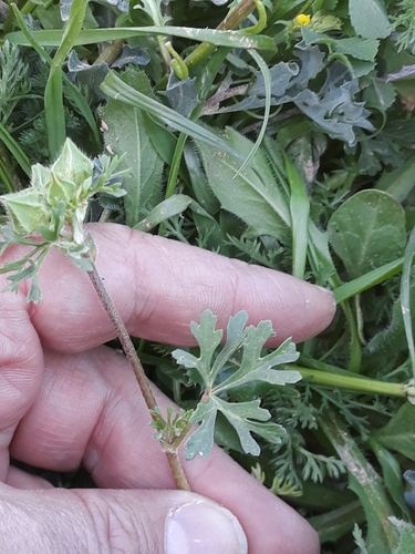 Image of Malva aegyptia by (c) Karim Haddad, some rights reserved (CC BY)