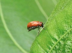 Coptocephala pallens