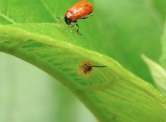 Coptocephala pallens