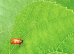 Coptocephala pallens