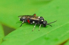 Macrophya punctumalbum