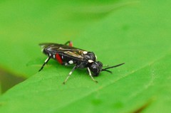 Macrophya punctumalbum