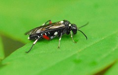 Macrophya punctumalbum