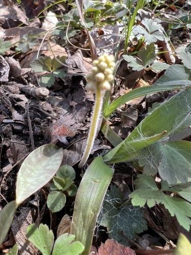 Tiarella austrina, photograph 3