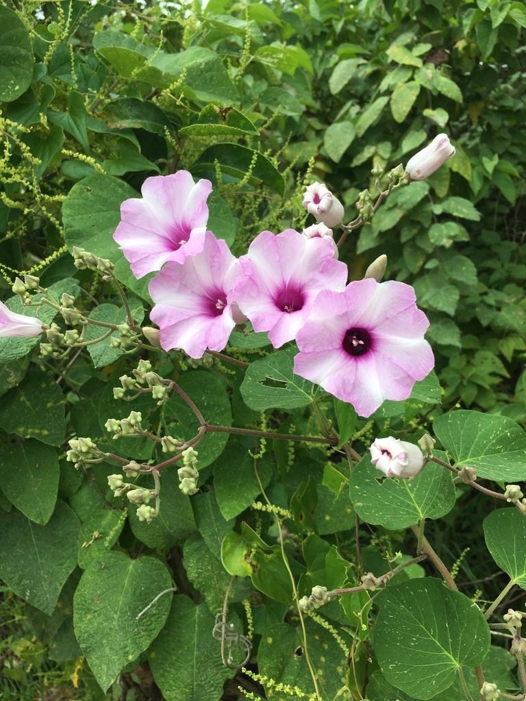 Ipomoea megapotamica