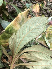 Rhynchotechum discolor