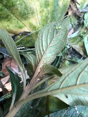 Rhynchotechum discolor