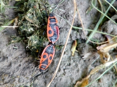 Pyrrhocoris apterus