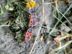 Pyrrhocoris apterus