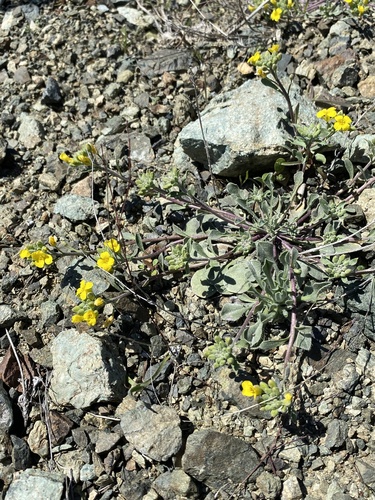 Oregon Twinpod (Physaria oregona)