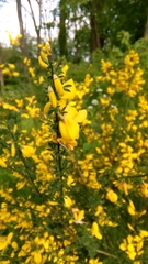 Cytisus scoparius