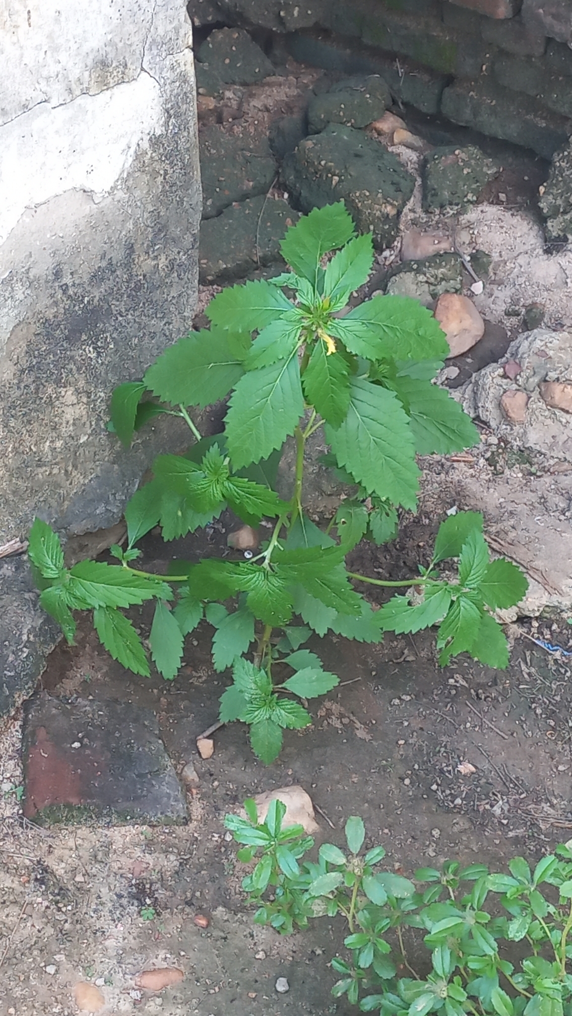 Turnera subulata