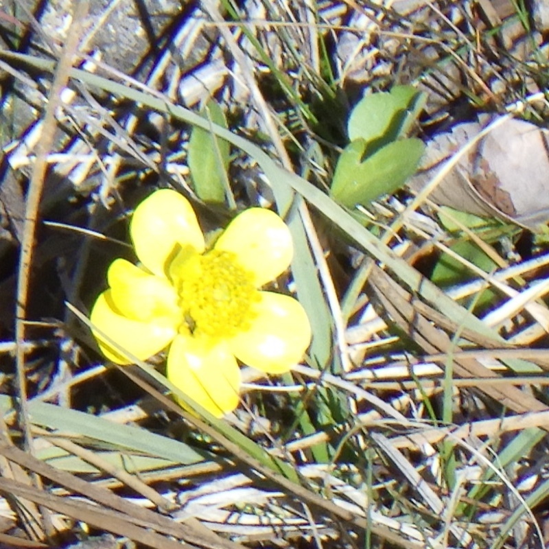 sagebrush buttercup from Spokane County, WA, USA on March 17, 2024 at ...