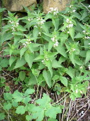 Lamium album