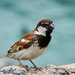 Italian Sparrow - Photo (c) Omar Bariffi, some rights reserved (CC BY)