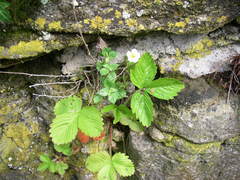 Fragaria vesca