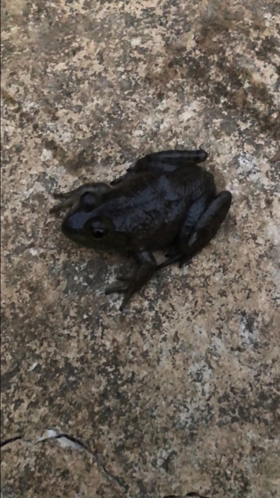 American Bullfrog from Vine Grove, KY, US on March 17, 2024 at 08:10 PM ...