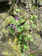 Glechoma hederacea