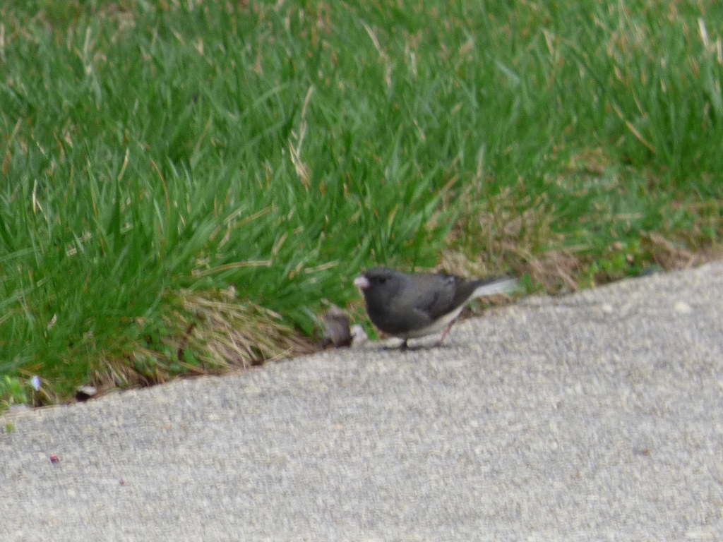 Darkeyed Junco from Waugh Chapel retention pond area on March 17, 2024