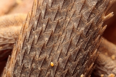Algerian Psammodromus photo 3