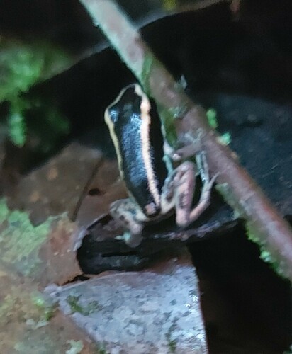 Lovely Poison Frog, Phyllobates lugubris
