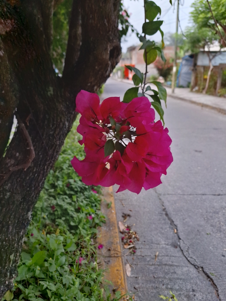 bougainvilleas from Santa Cruz, Papantla de Olarte, Ver., México on ...